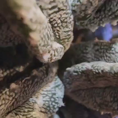 Astrophytum Myriostigma var. Columnare f. minima