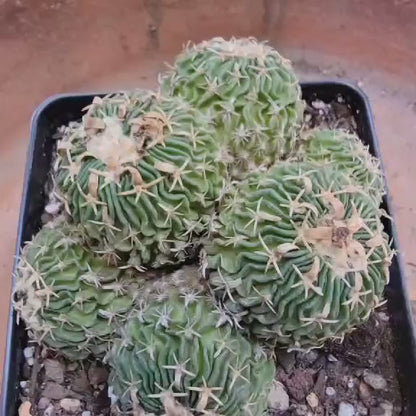 Stenocactus multicostatus - Cluster