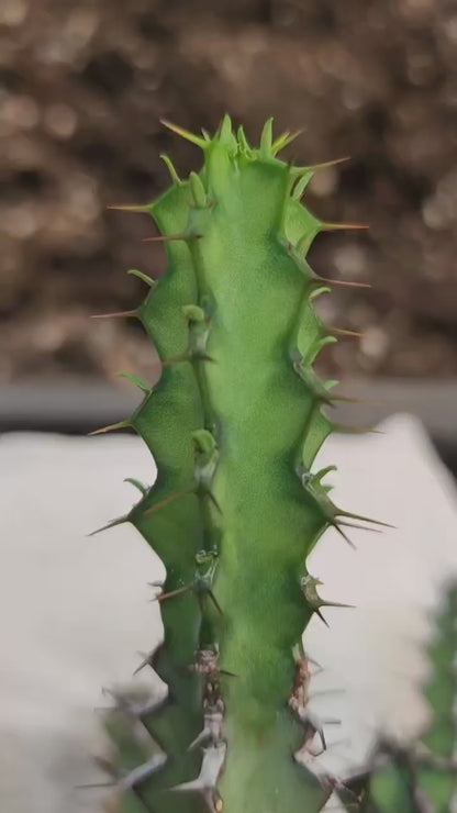 Euphorbia zoutpansbergensis