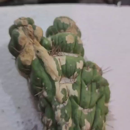 Eulychnia castanea spiralis cristata - Crested Unicorn Cactus