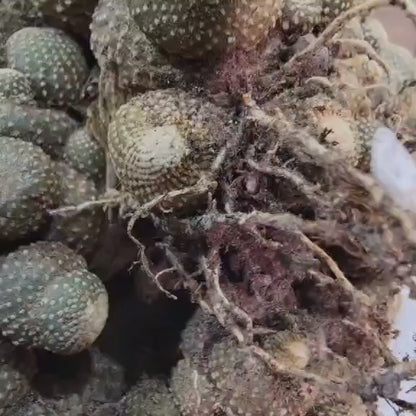 Blossfeldia liliputana - Big Cluster