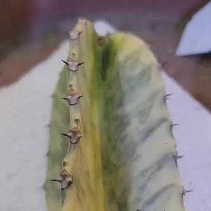 Euphorbia ammak variegata