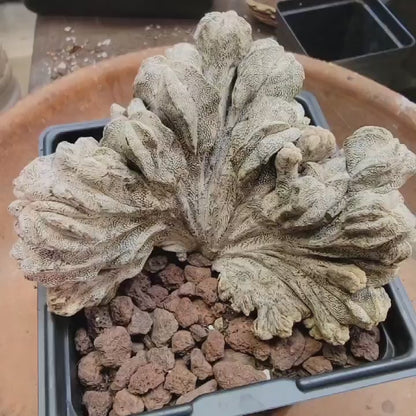 Astrophytum myriostigma cv. Onzuka cristata