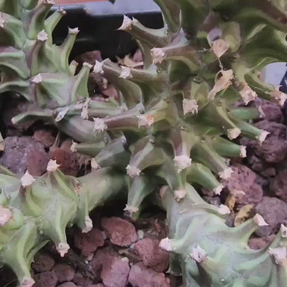 Monadenium schubei ‘Tanzania Red’ - 6 Heads