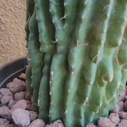 Neobuxbaumia polylopha inermis - 20" Tall! Last one!