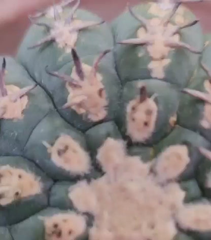 Gymnocalycium spegazzinii v. unguispinum – Old - Seed grown