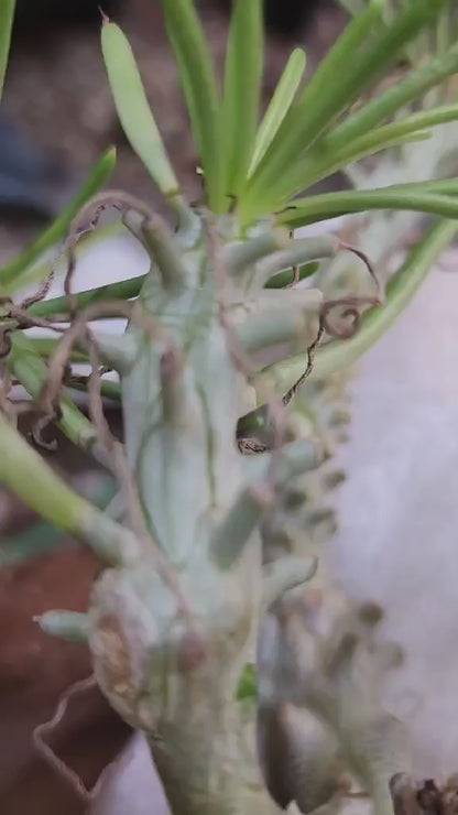 Tylecodon wallichii (Last one!)