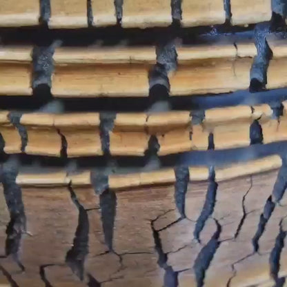 Gymnocalycium anisitsii subs. damsii f. cristatum