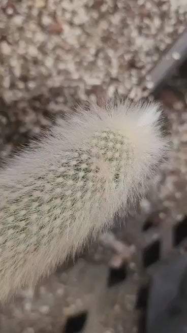 Cleistocactus strausii - 2 Arms