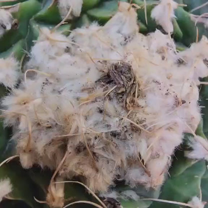 Obregonia denegrii – Artichoke Cactus