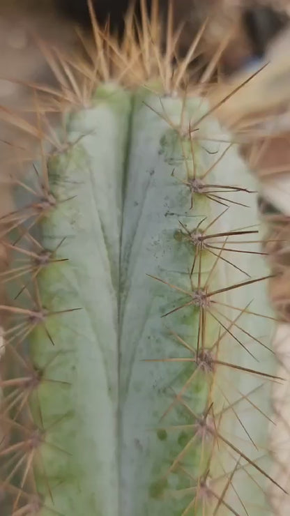 Pilosocereus Pachycladus