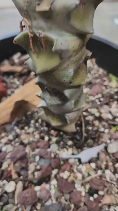 Kalanchoe beharensis var. subnuda - Elephant's Ear; Naked Feltleaf - 3 Feet Tall!