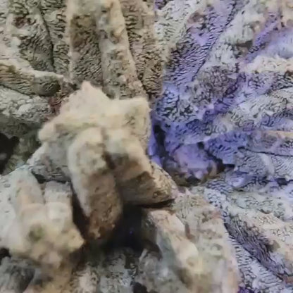 Astrophytum Myriostigma var. Columnare f. minima