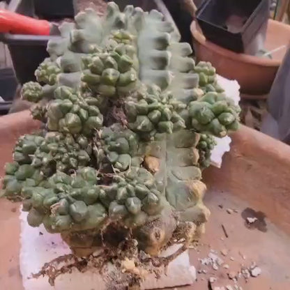 Gymnocalycium inermis cv kikko Emerald - XL