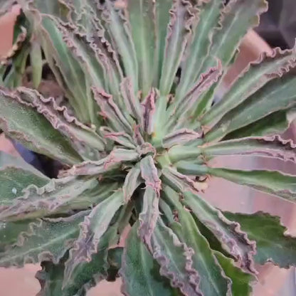 Monadenium schubei ‘Tanzania Red’ - 5 Heads