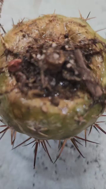 Copiapoa cinerea