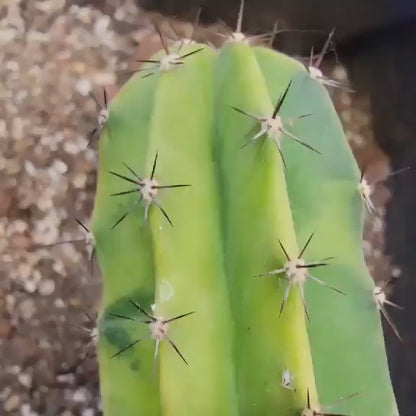 Lemaireocereus pruinosus variegata - 21" Tall!