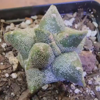 Astrophytum myriostigma cv. Kikko - Japan