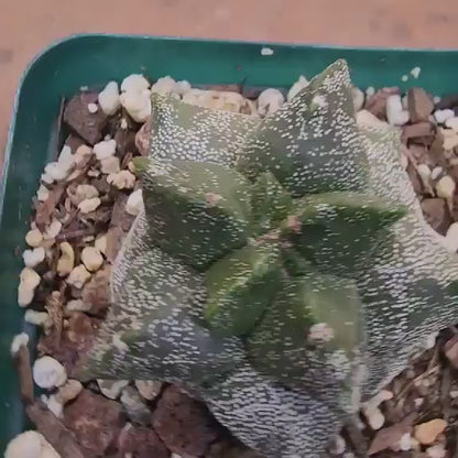 Astrophytum myriostigma cv. Kikko - Japan - Last one!