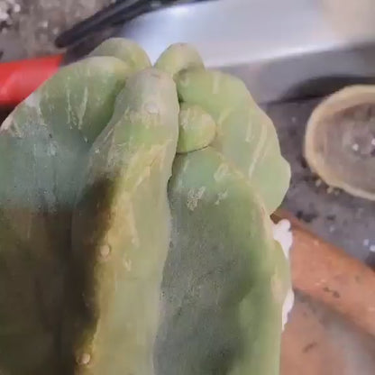 Lophocereus schottii var. monstrose - Totem Pole Cactus - 12 in.