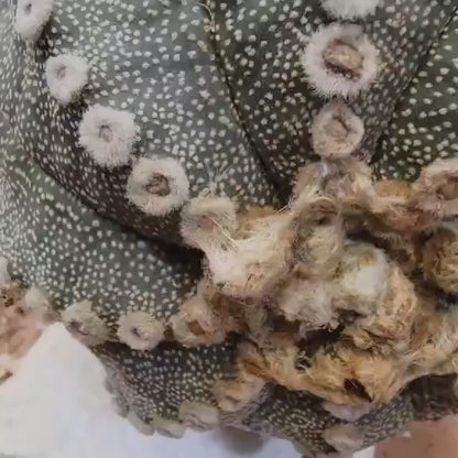 Astrophytum asterias cv. Line Areoles - BIG!