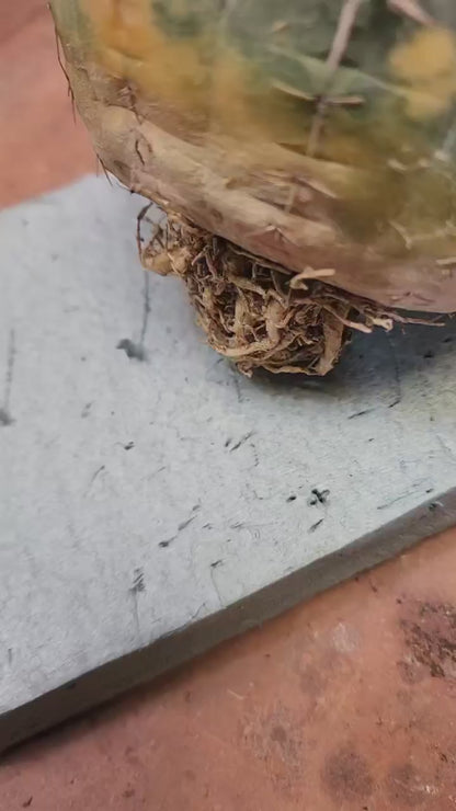 Gymnocalycium Ochoterenae variegata - Seed Grown