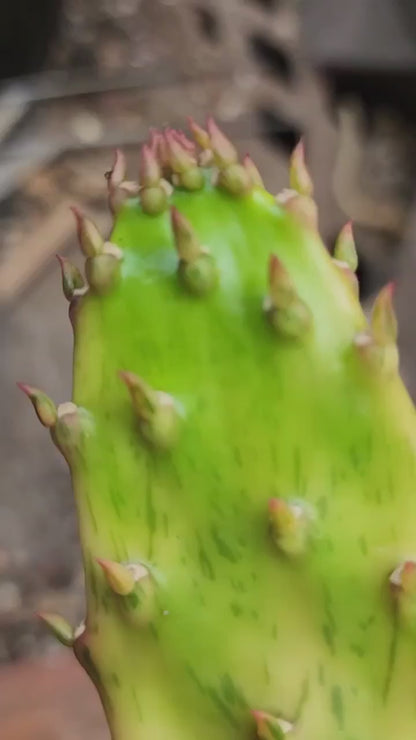 Opuntia Cochenillifera ‘Sunburst’ Variegata