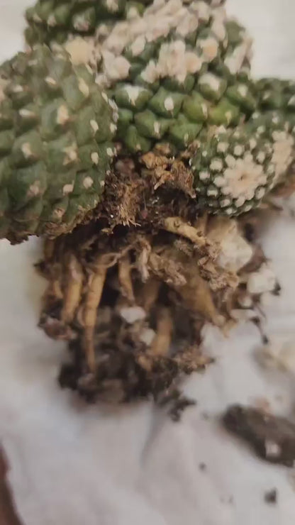 Copiapoa tenuissima f. monstrosa - Starry Night