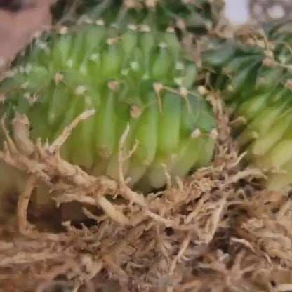 Gymnocalycium Mihanovichii f. cristata variegata