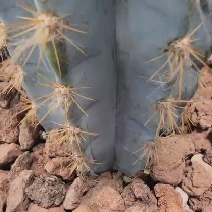 Pilosocereus Pachycladus - Blue Columnar Cactus