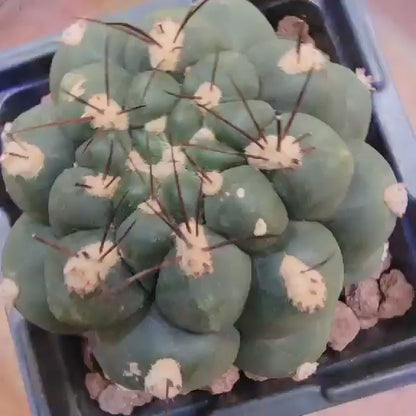 Gymnocalycium saglionis - Large