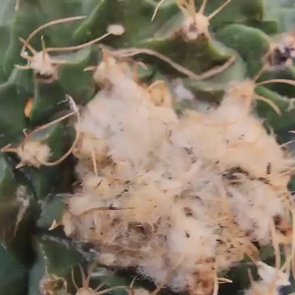 Obregonia denegrii – Artichoke Cactus