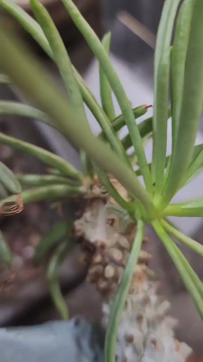 Tylecodon wallichii (Last one!)