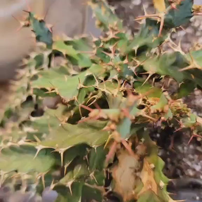 Euphorbia clavigera f. persistens - BIG - Seed Grown x 5