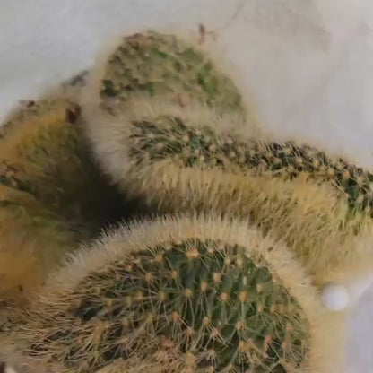 Cleistocactus colademononis cristata variegata - Variegated Crested Monkey Tail Cactus