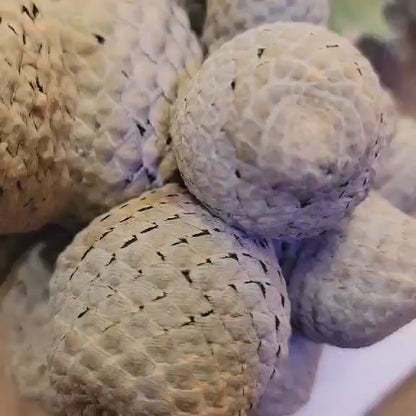 Euphorbia piscidermis - Fish Skin Euphorbia - 25 Heads!