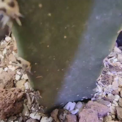 Strombocactus disciformis