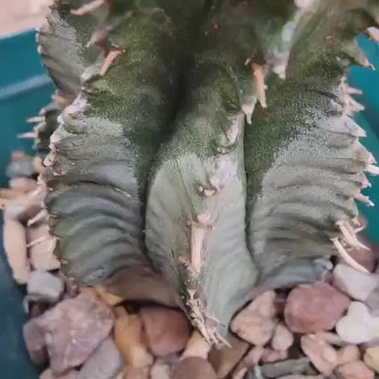 Euphorbia horrida 'Ice Storm'