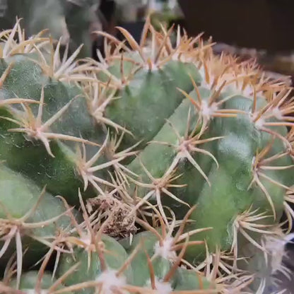 Melocactus matanzanus with cephalium – Turk’s Cap Cactus -  4 Heads - Last one!