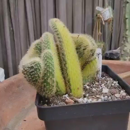 Cleistocactus colademononis cristata variegata - Variegated Crested Monkey Tail Cactus