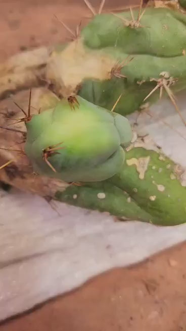 Trichocereus bridgesii f. Monstruosa  – Penis Cactus