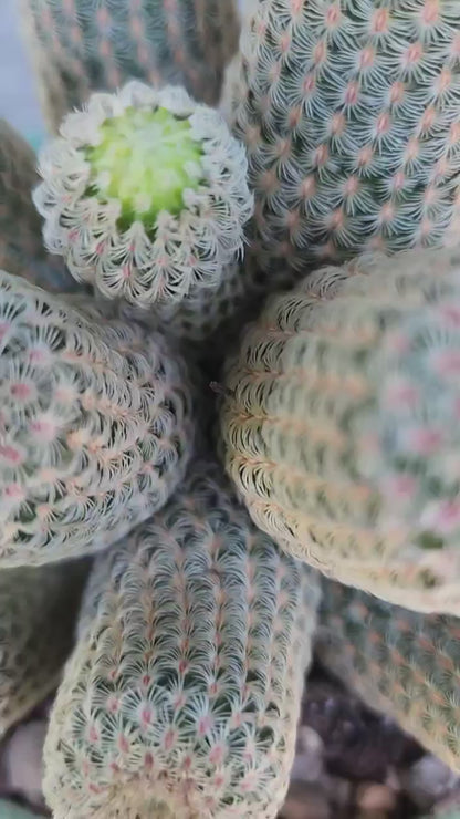 Echinocereus Rigidissimus - Rainbow Cactus