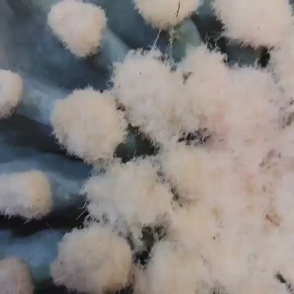 Ferocactus Glaucescens Inermis - Blue Barrel Cactus - Old - Big