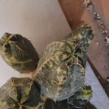 Echinocereus knippelianus variegata