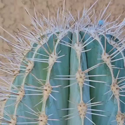 Carnegiea gigantea - Saguaro Cactus - 35" Tall!