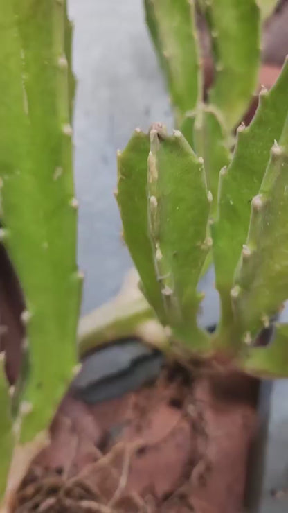 Stapelia gigantea - Carrion Plant