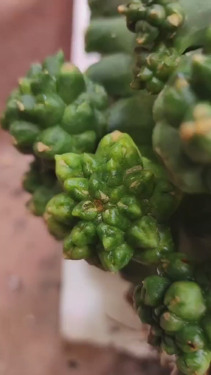 Gymnocalycium inermis cv kikko Emerald - XL
