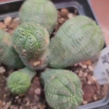 Euphorbia obesa - 6 Heads (Last one!)