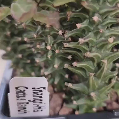 Monadenium schubei ‘Tanzania Red’ - 9 Heads + Baby!