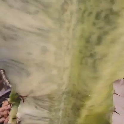 Euphorbia ammak variegata - 4 Feet Tall!